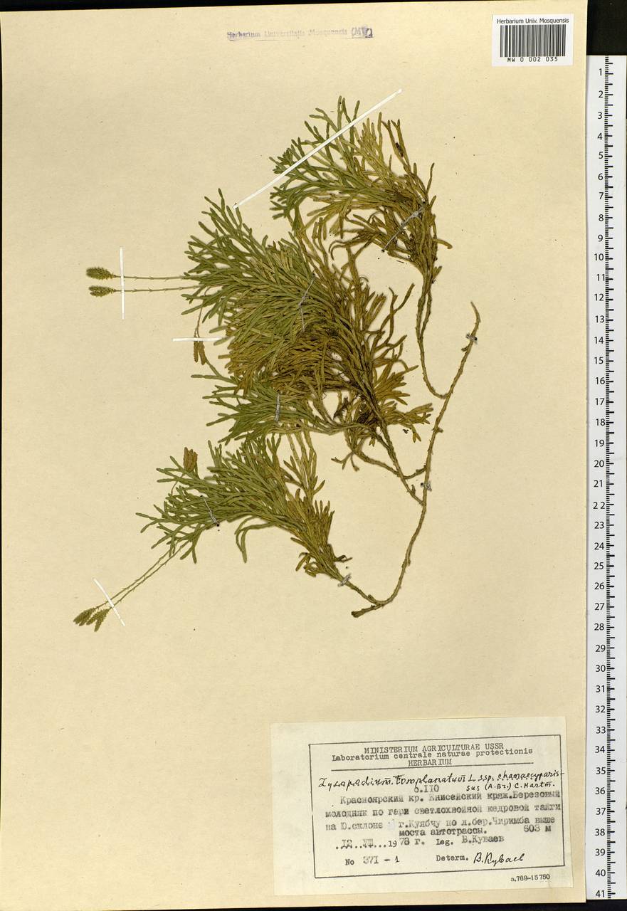 Diphasiastrum complanatum (L.) Holub, Siberia, Central Siberia (S3) (Russia)