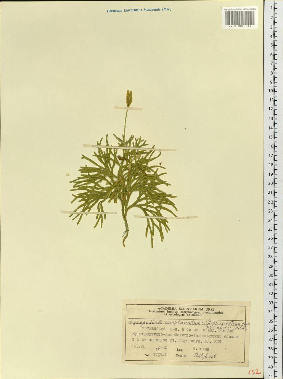Diphasiastrum complanatum (L.) Holub, Siberia, Central Siberia (S3) (Russia)