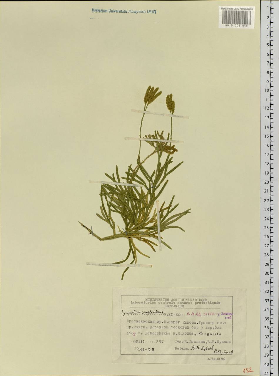 Diphasiastrum complanatum (L.) Holub, Siberia, Central Siberia (S3) (Russia)