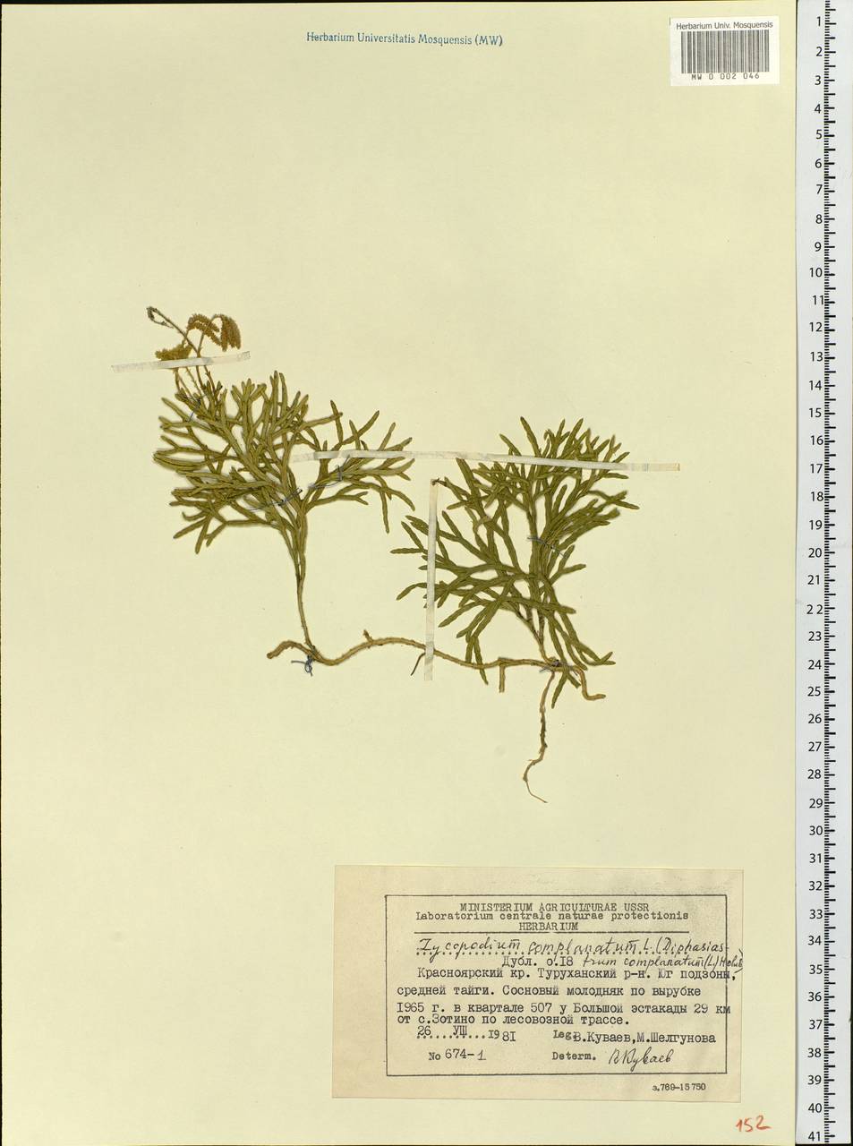 Diphasiastrum complanatum (L.) Holub, Siberia, Central Siberia (S3) (Russia)