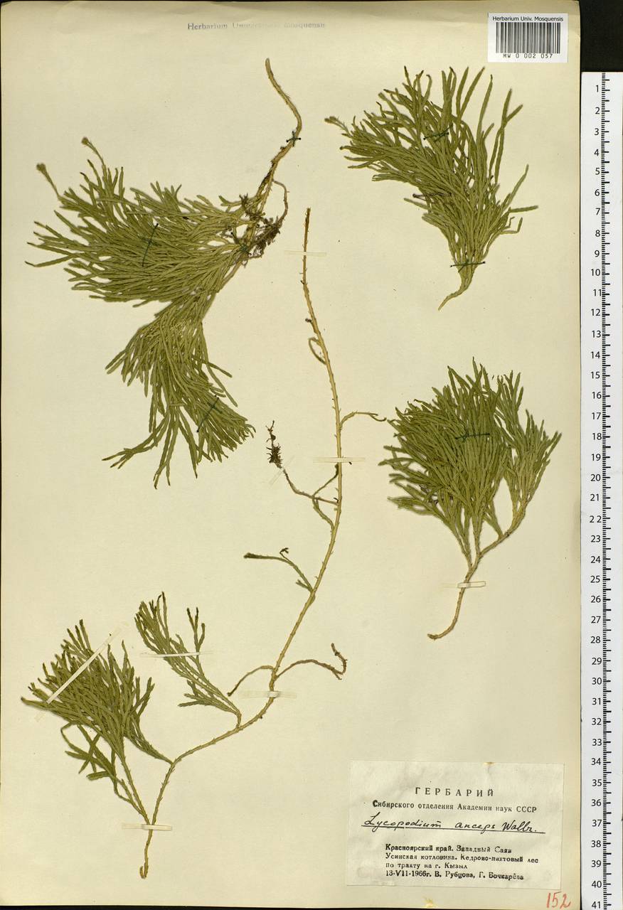 Diphasiastrum complanatum (L.) Holub, Siberia, Altai & Sayany Mountains (S2) (Russia)
