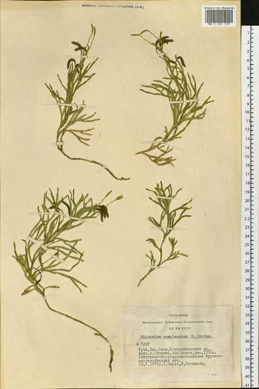 Diphasiastrum complanatum (L.) Holub, Siberia, Altai & Sayany Mountains (S2) (Russia)