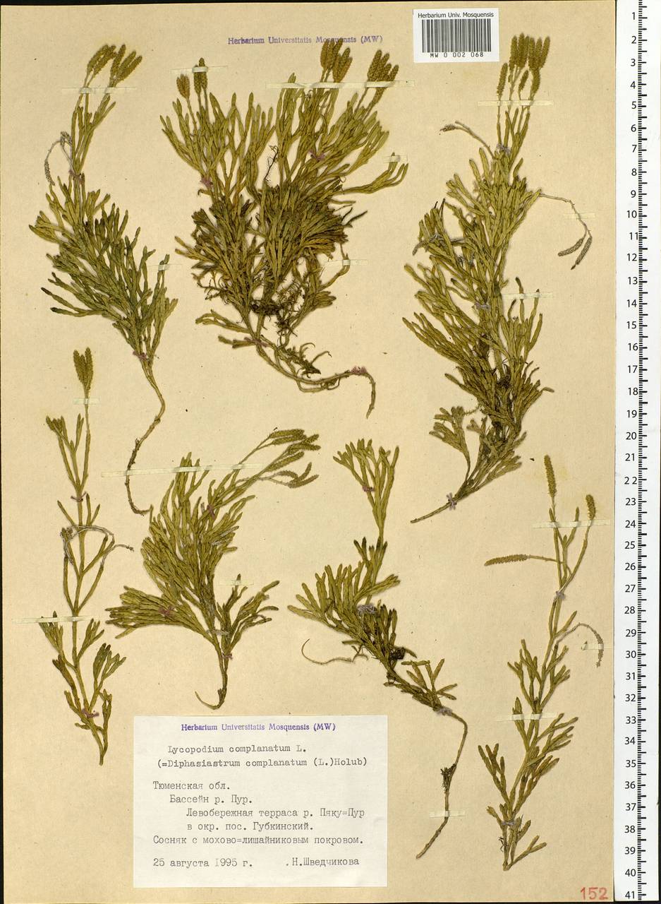 Diphasiastrum complanatum (L.) Holub, Siberia, Western Siberia (S1) (Russia)