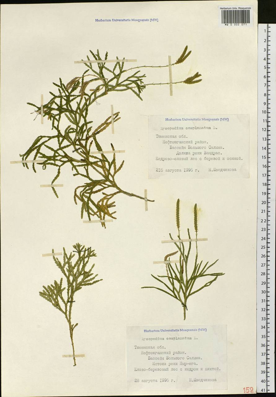 Diphasiastrum complanatum (L.) Holub, Siberia, Western Siberia (S1) (Russia)