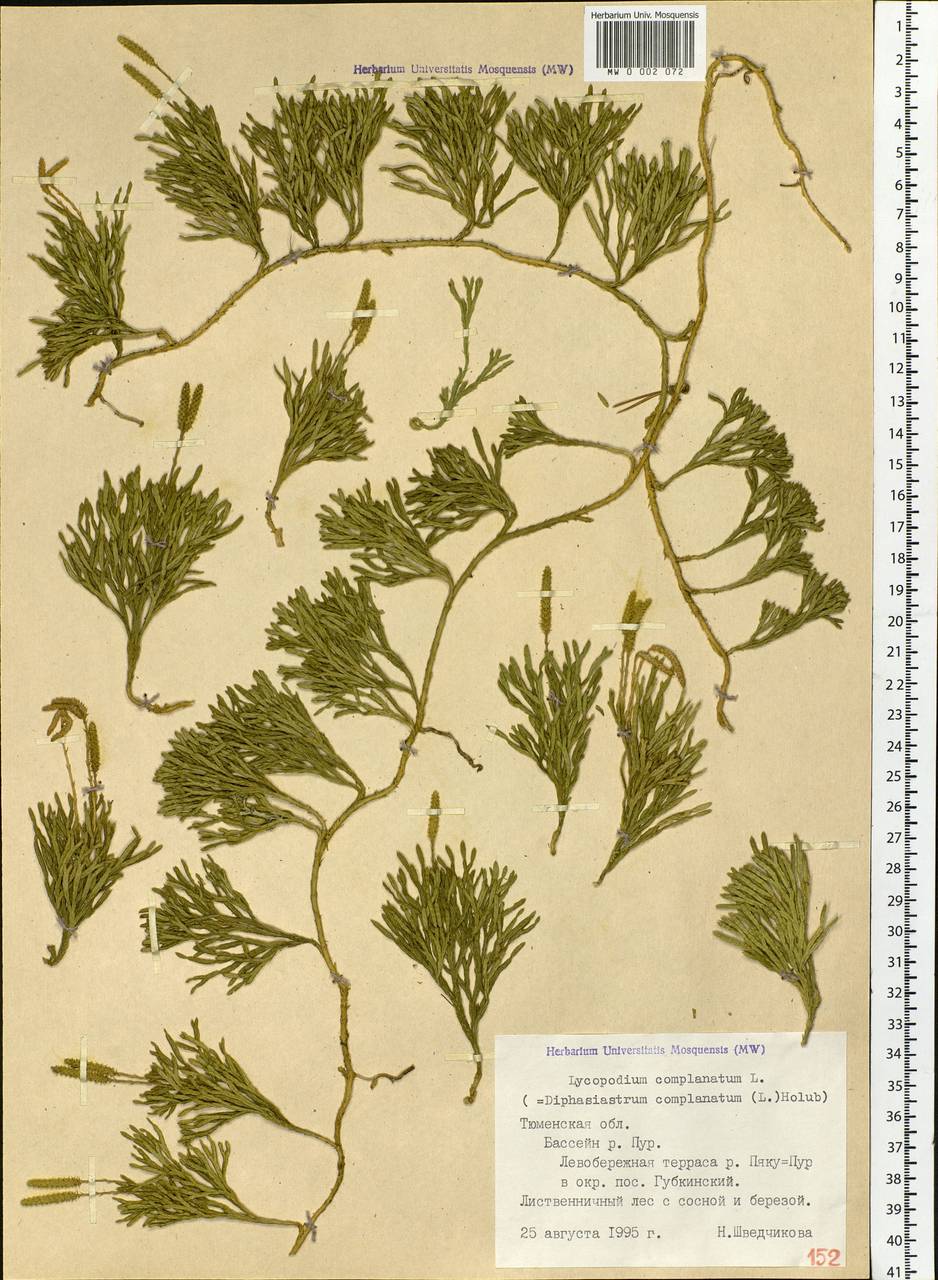 Diphasiastrum complanatum (L.) Holub, Siberia, Western Siberia (S1) (Russia)