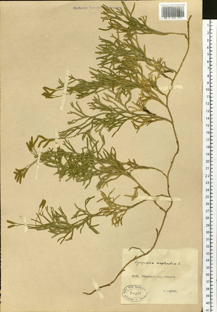 Diphasiastrum complanatum (L.) Holub, Siberia, Western Siberia (S1) (Russia)