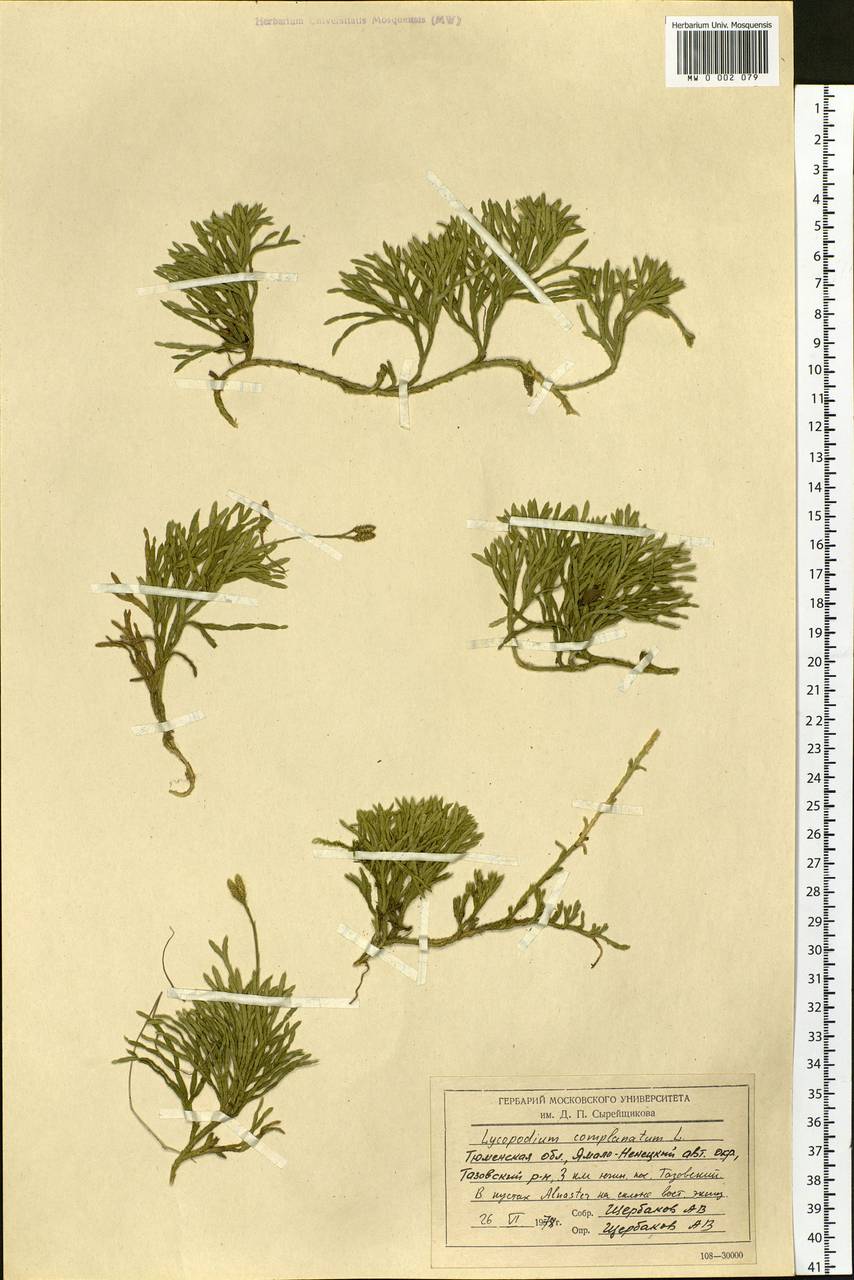 Diphasiastrum complanatum (L.) Holub, Siberia, Western Siberia (S1) (Russia)