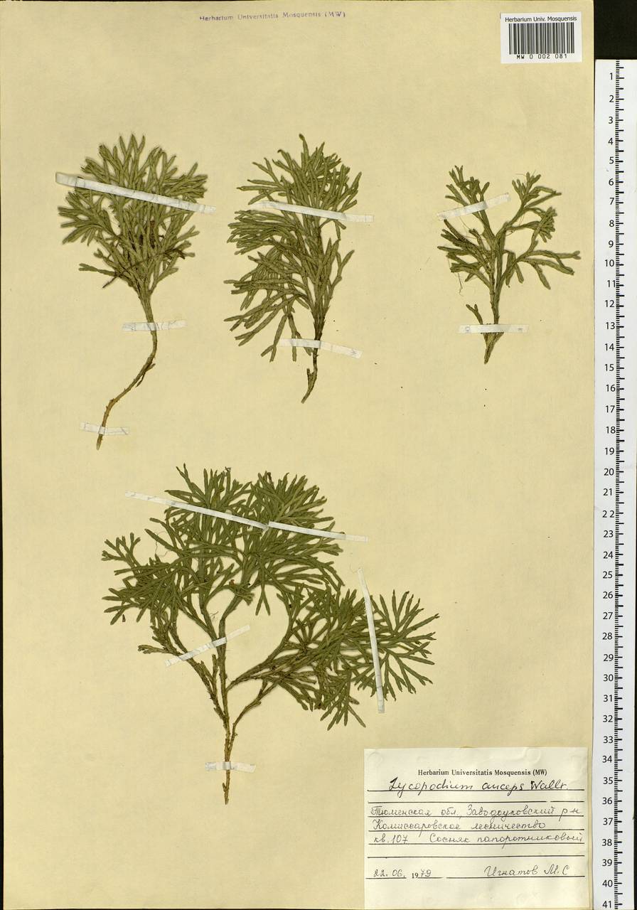 Diphasiastrum complanatum (L.) Holub, Siberia, Western Siberia (S1) (Russia)