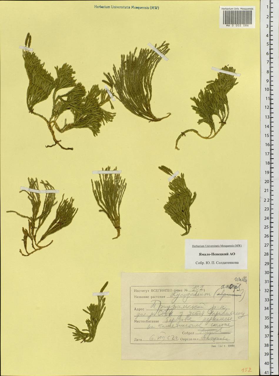 Diphasiastrum complanatum (L.) Holub, Siberia, Western Siberia (S1) (Russia)