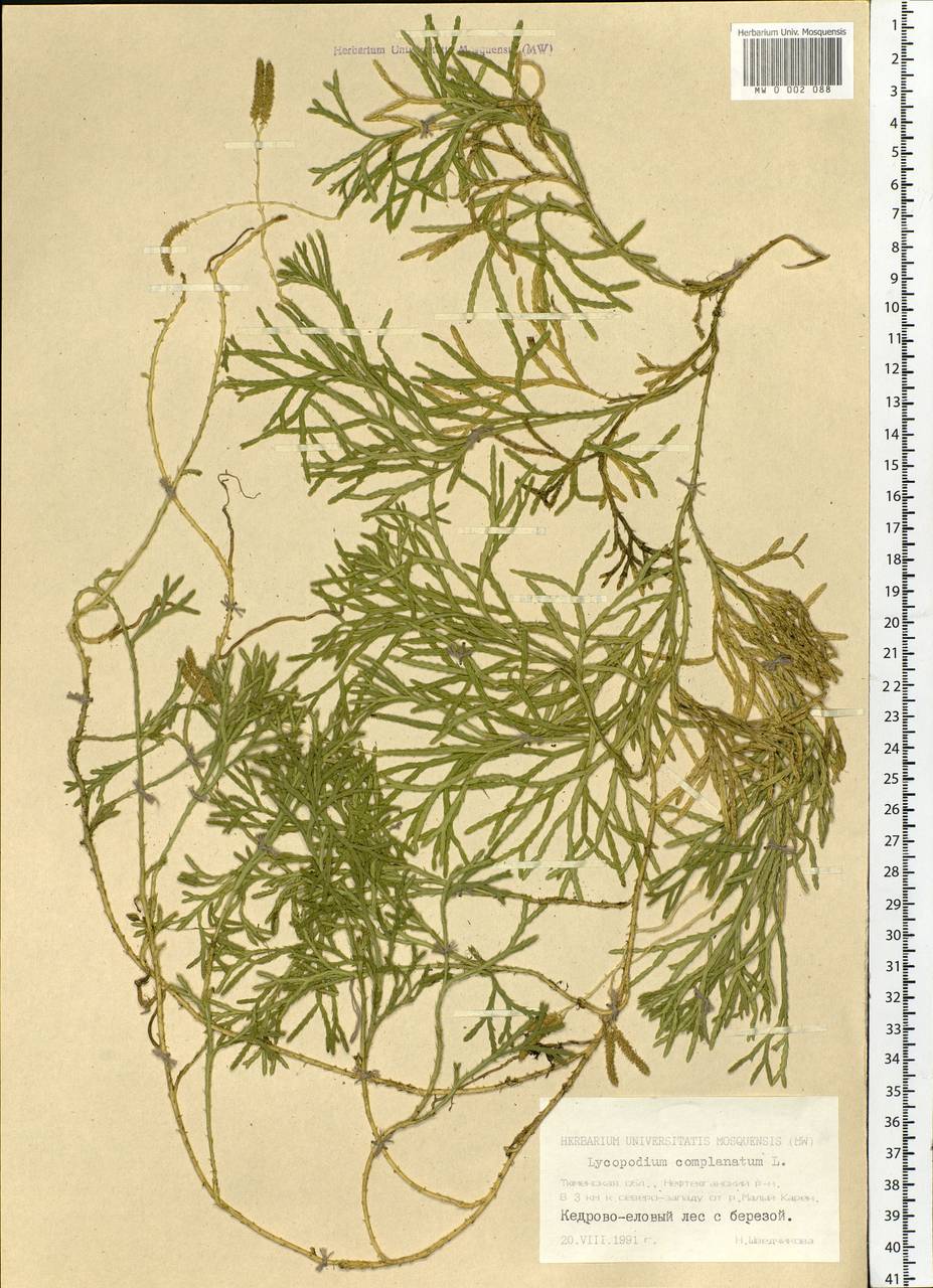 Diphasiastrum complanatum (L.) Holub, Siberia, Western Siberia (S1) (Russia)