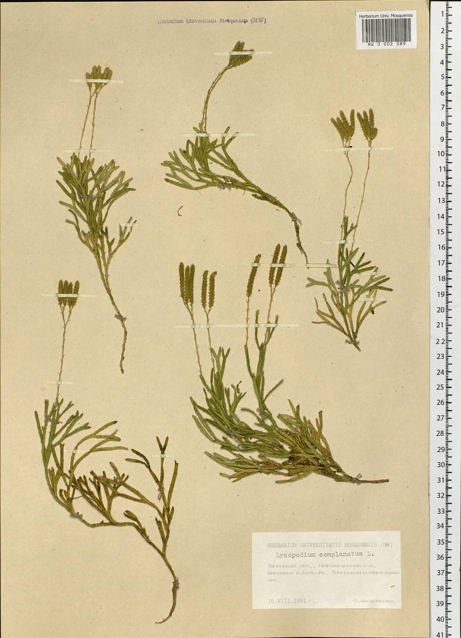 Diphasiastrum complanatum (L.) Holub, Siberia, Western Siberia (S1) (Russia)