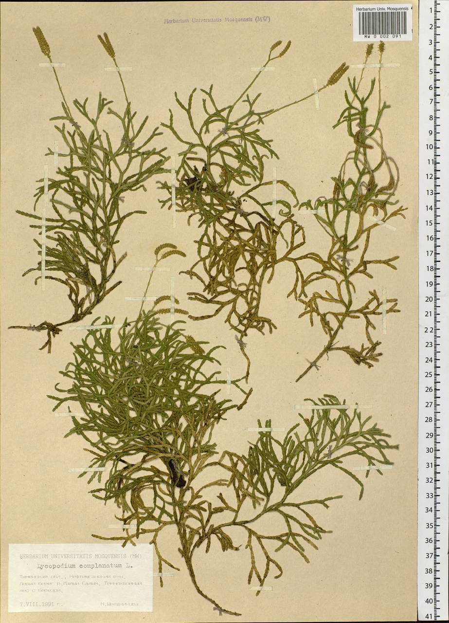 Diphasiastrum complanatum (L.) Holub, Siberia, Western Siberia (S1) (Russia)