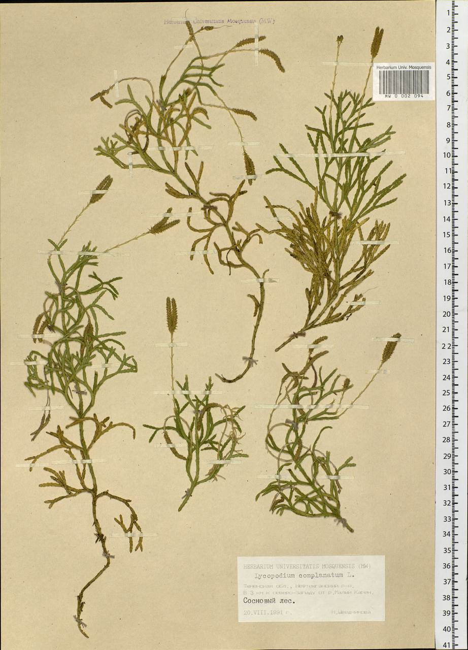 Diphasiastrum complanatum (L.) Holub, Siberia, Western Siberia (S1) (Russia)