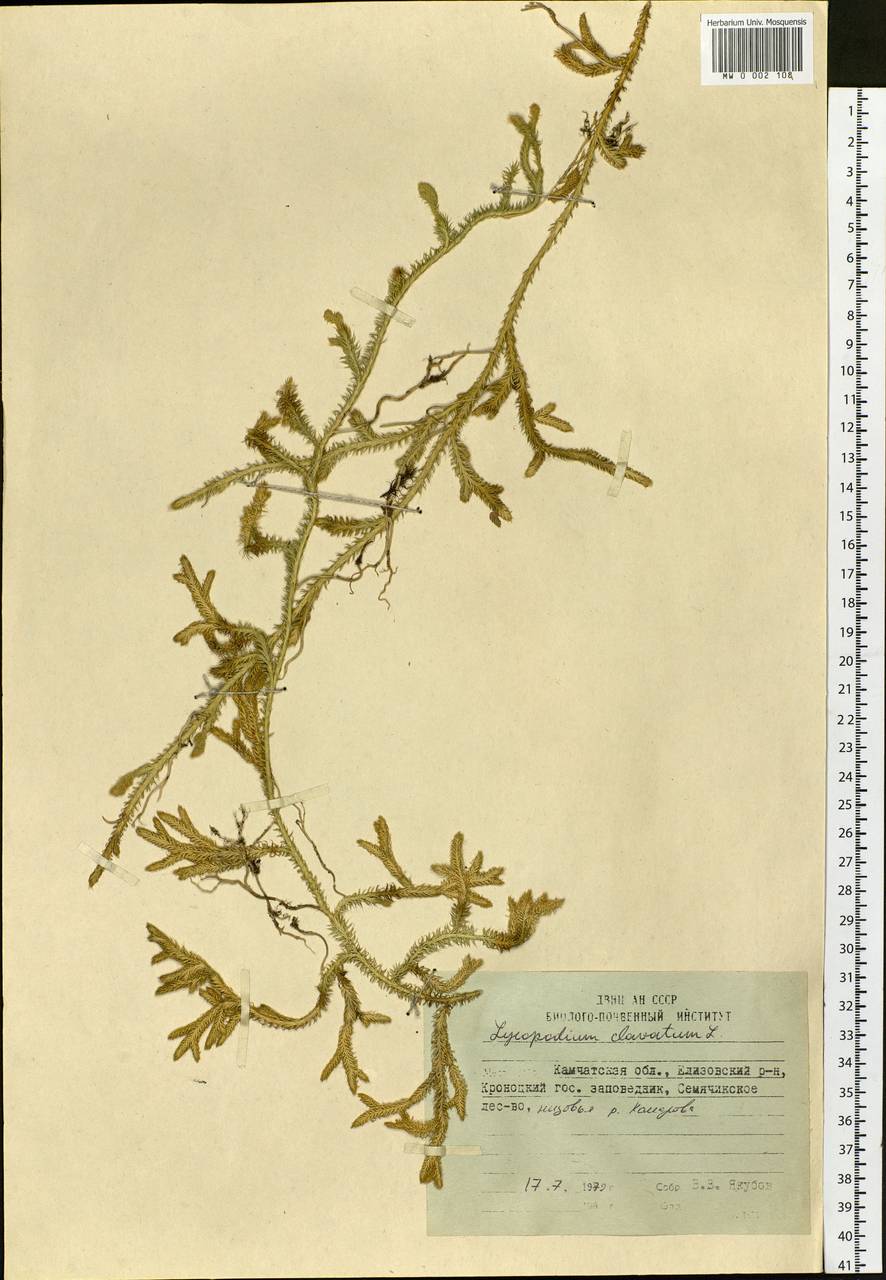 Lycopodium clavatum L., Siberia, Chukotka & Kamchatka (S7) (Russia)
