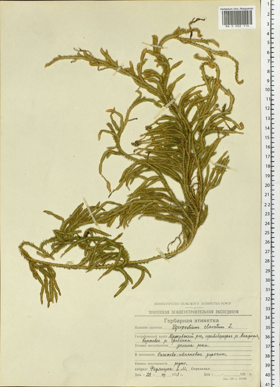 Lycopodium clavatum L., Siberia, Chukotka & Kamchatka (S7) (Russia)