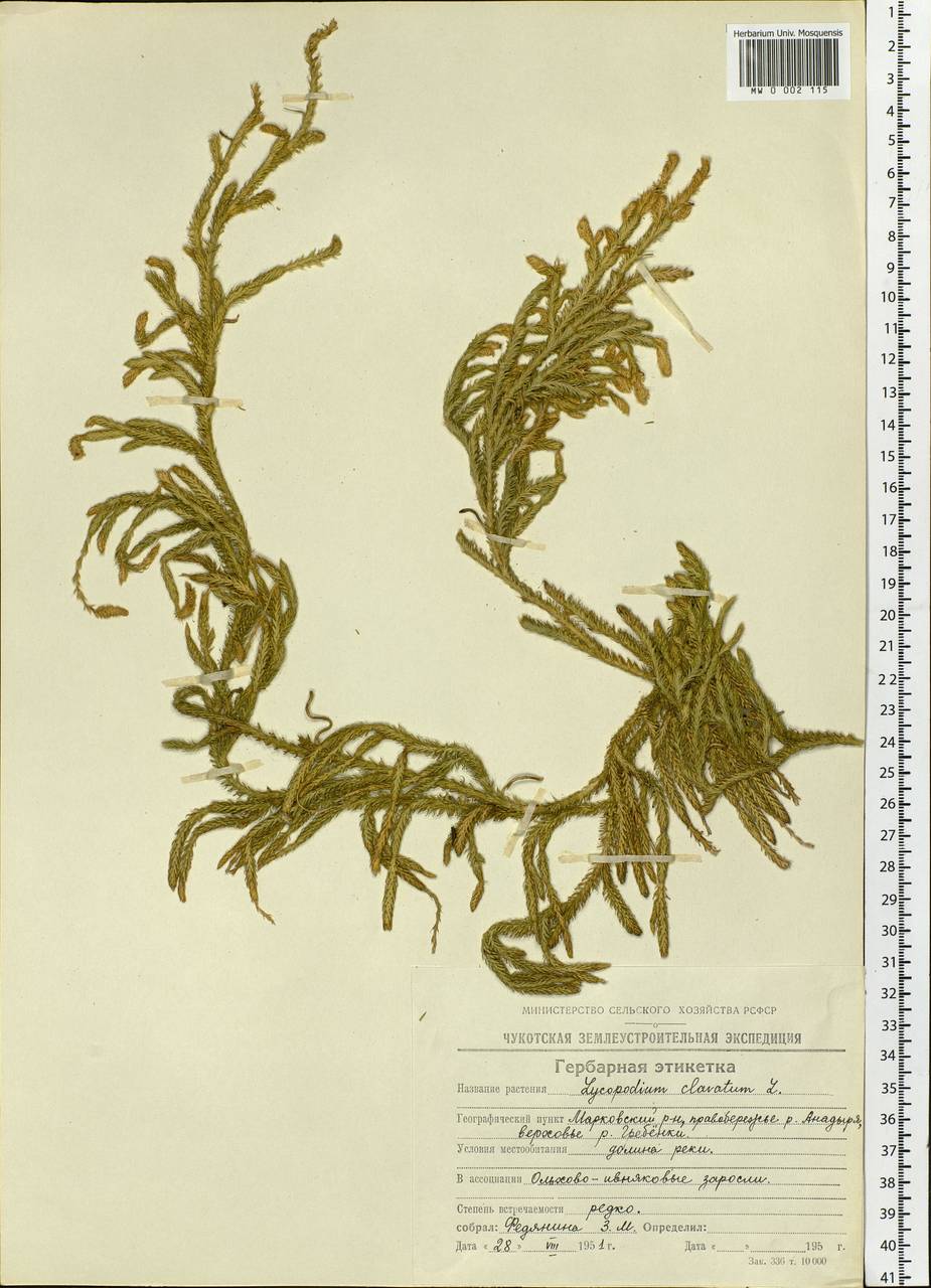 Lycopodium clavatum L., Siberia, Chukotka & Kamchatka (S7) (Russia)