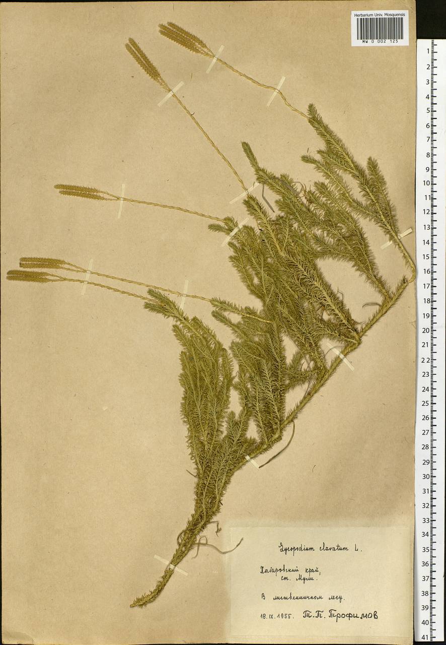 Lycopodium clavatum L., Siberia, Russian Far East (S6) (Russia)