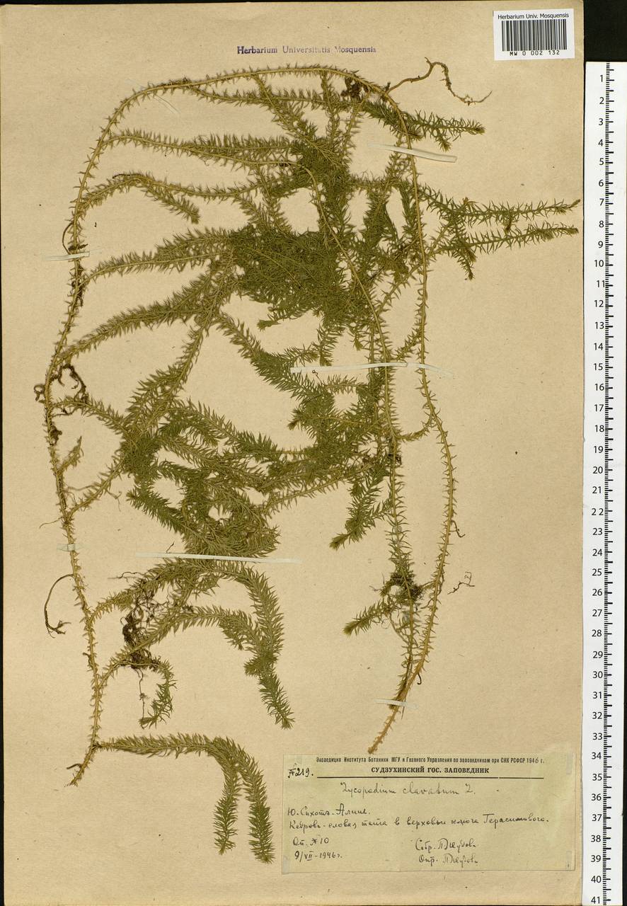 Lycopodium clavatum L., Siberia, Russian Far East (S6) (Russia)