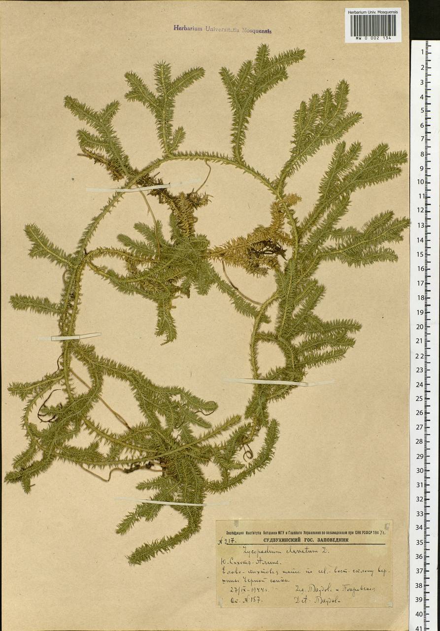 Lycopodium clavatum L., Siberia, Russian Far East (S6) (Russia)