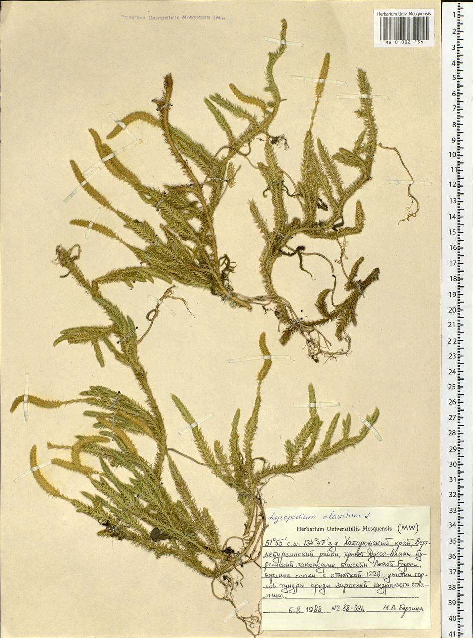 Lycopodium clavatum L., Siberia, Russian Far East (S6) (Russia)