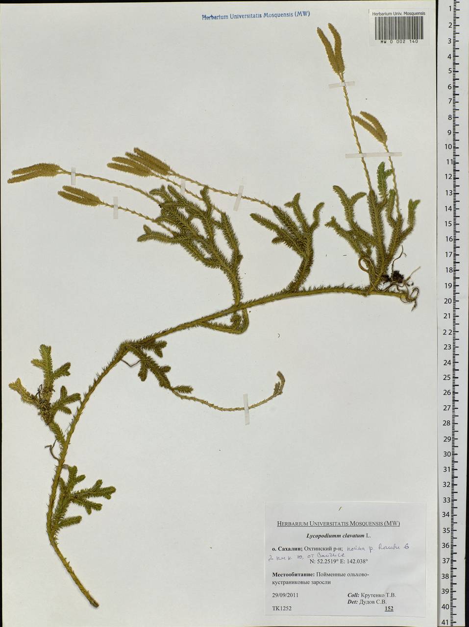 Lycopodium clavatum L., Siberia, Russian Far East (S6) (Russia)