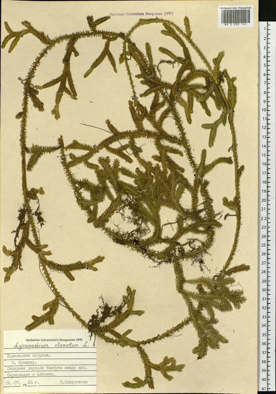 Lycopodium clavatum L., Siberia, Russian Far East (S6) (Russia)