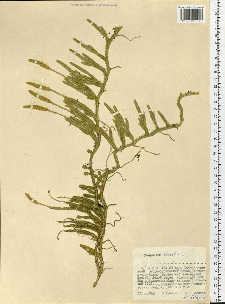 Lycopodium clavatum L., Siberia, Russian Far East (S6) (Russia)