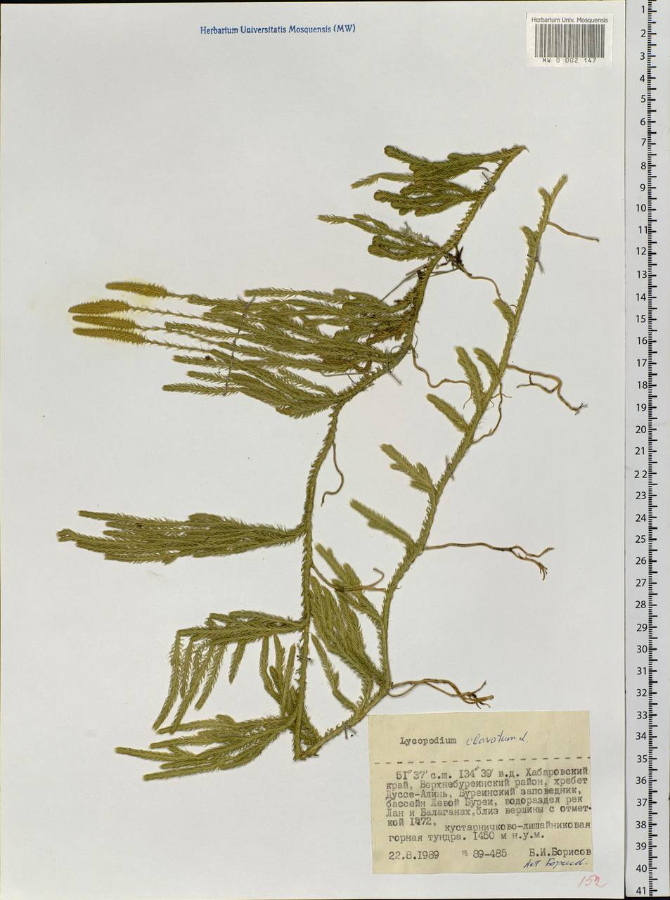 Lycopodium clavatum L., Siberia, Russian Far East (S6) (Russia)