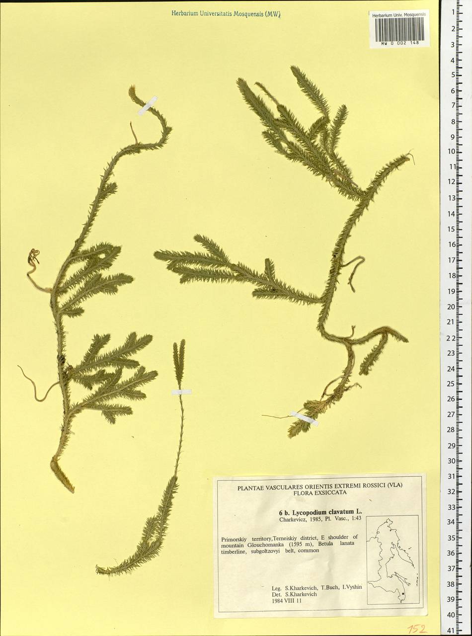 Lycopodium clavatum L., Siberia, Russian Far East (S6) (Russia)