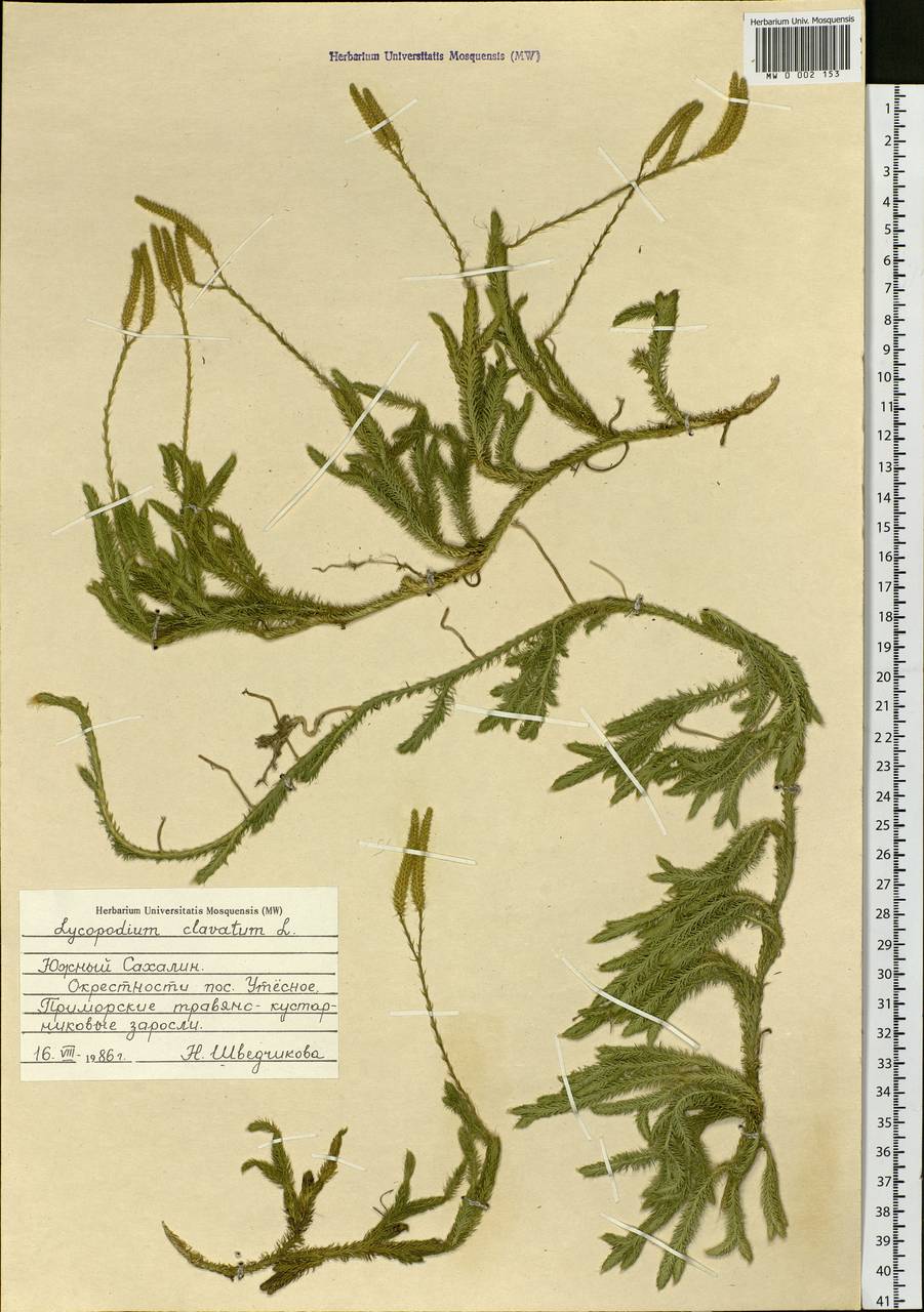 Lycopodium clavatum L., Siberia, Russian Far East (S6) (Russia)