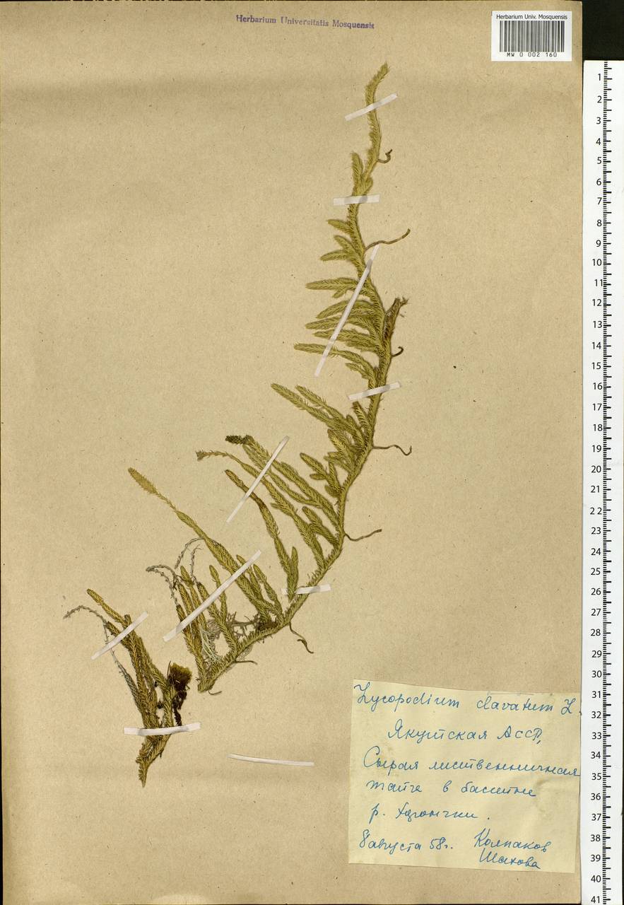 Lycopodium clavatum L., Siberia, Yakutia (S5) (Russia)