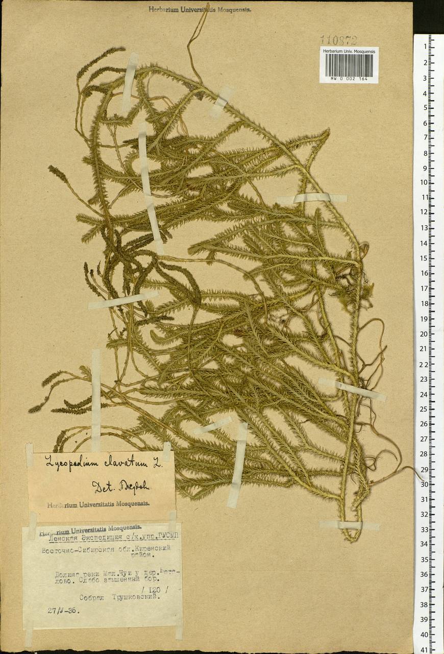 Lycopodium clavatum L., Siberia, Baikal & Transbaikal region (S4) (Russia)