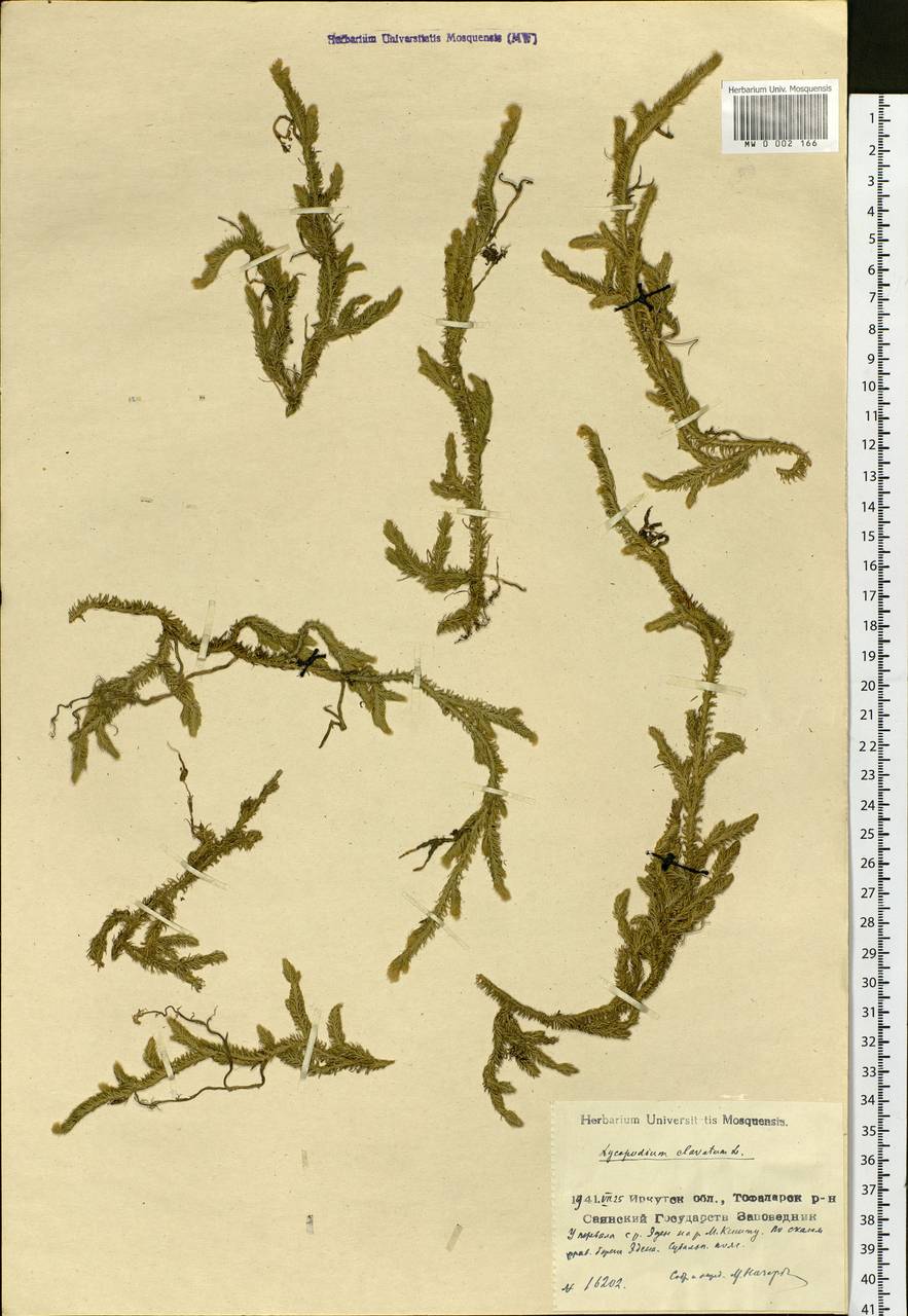 Lycopodium clavatum L., Siberia, Baikal & Transbaikal region (S4) (Russia)