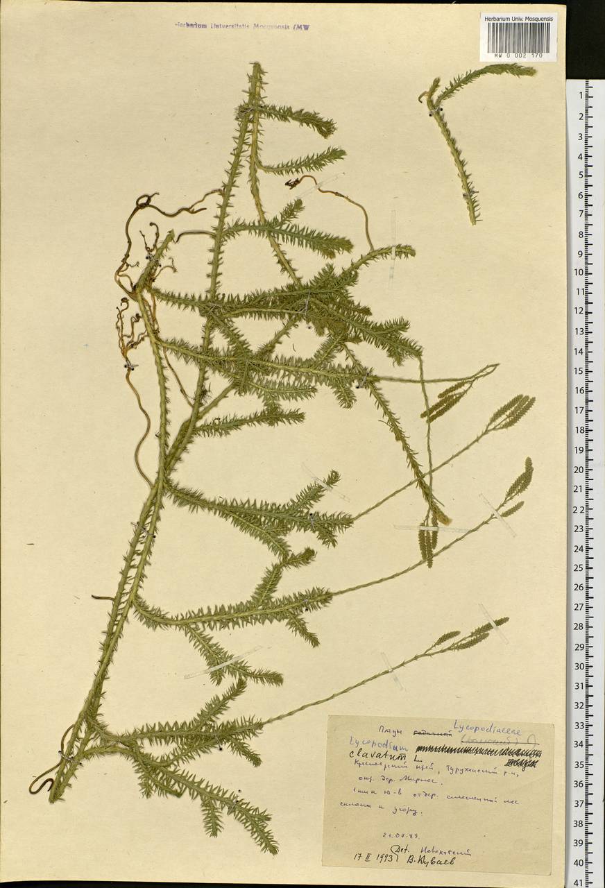 Lycopodium clavatum L., Siberia, Central Siberia (S3) (Russia)