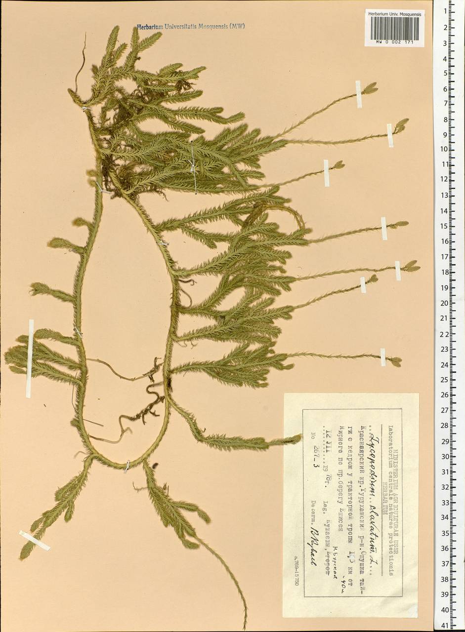 Lycopodium clavatum L., Siberia, Central Siberia (S3) (Russia)