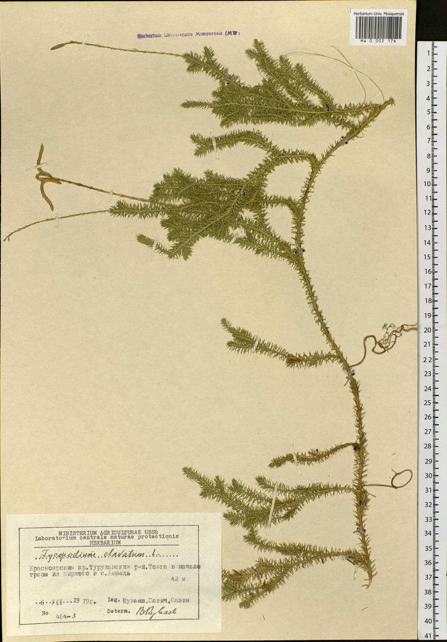 Lycopodium clavatum L., Siberia, Central Siberia (S3) (Russia)
