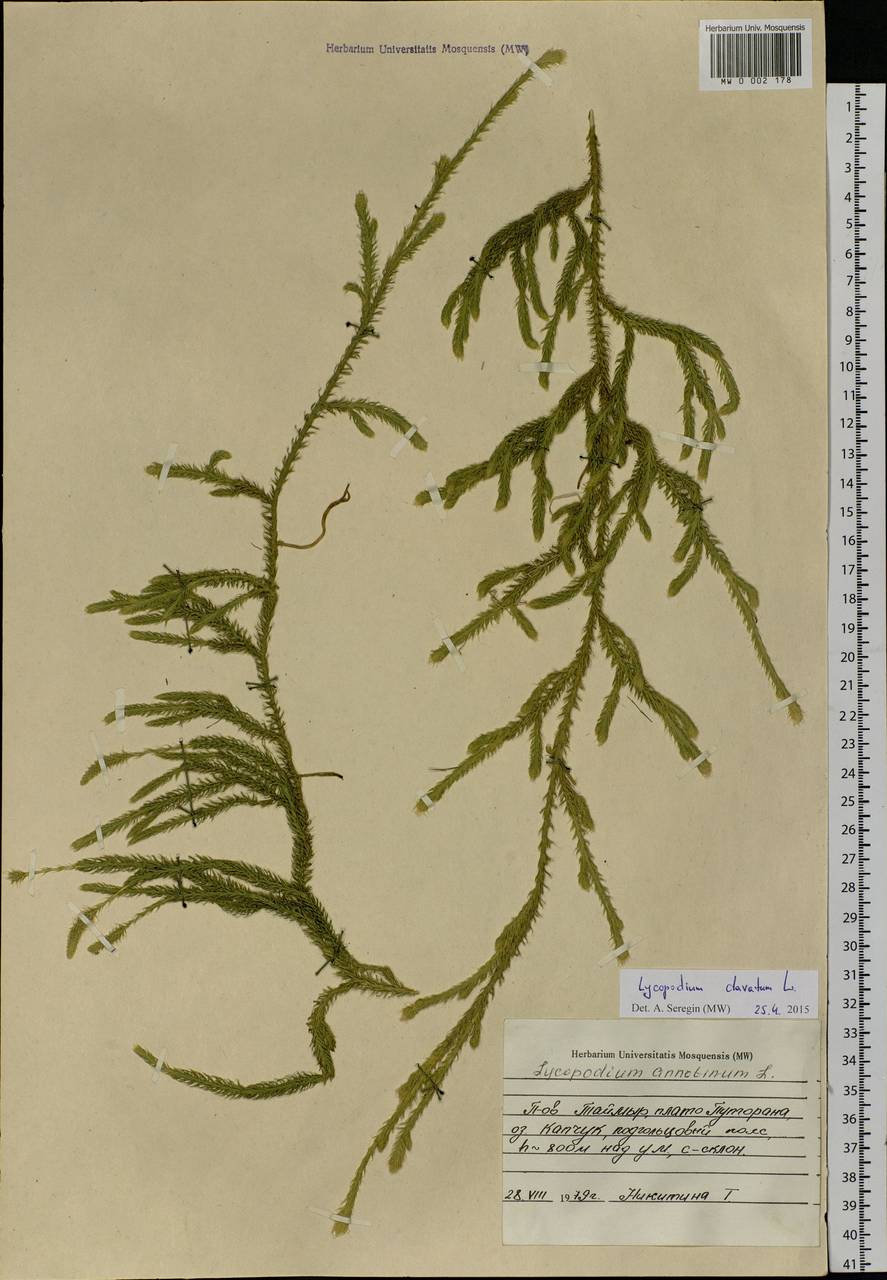 Lycopodium clavatum L., Siberia, Central Siberia (S3) (Russia)