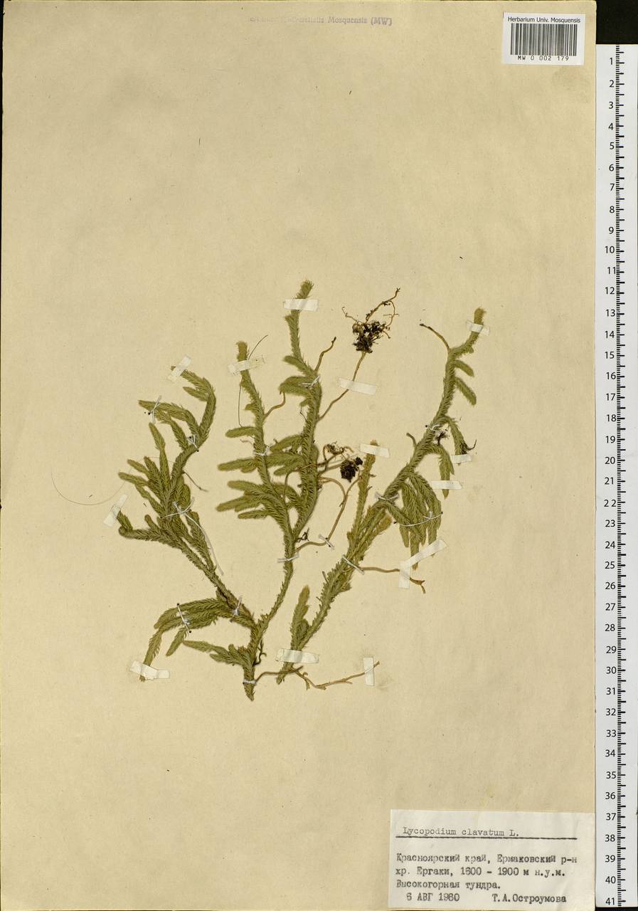 Lycopodium clavatum L., Siberia, Altai & Sayany Mountains (S2) (Russia)