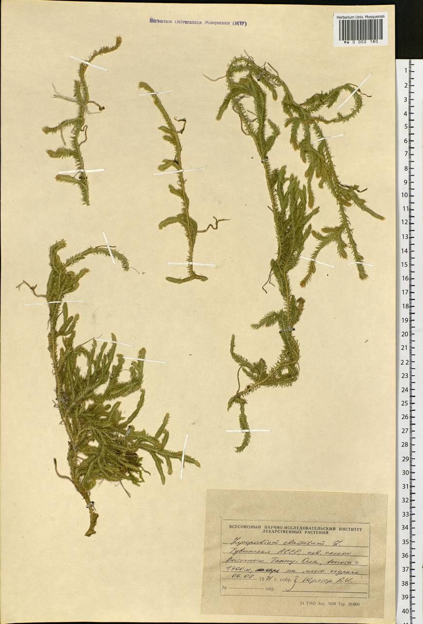 Lycopodium clavatum L., Siberia, Altai & Sayany Mountains (S2) (Russia)