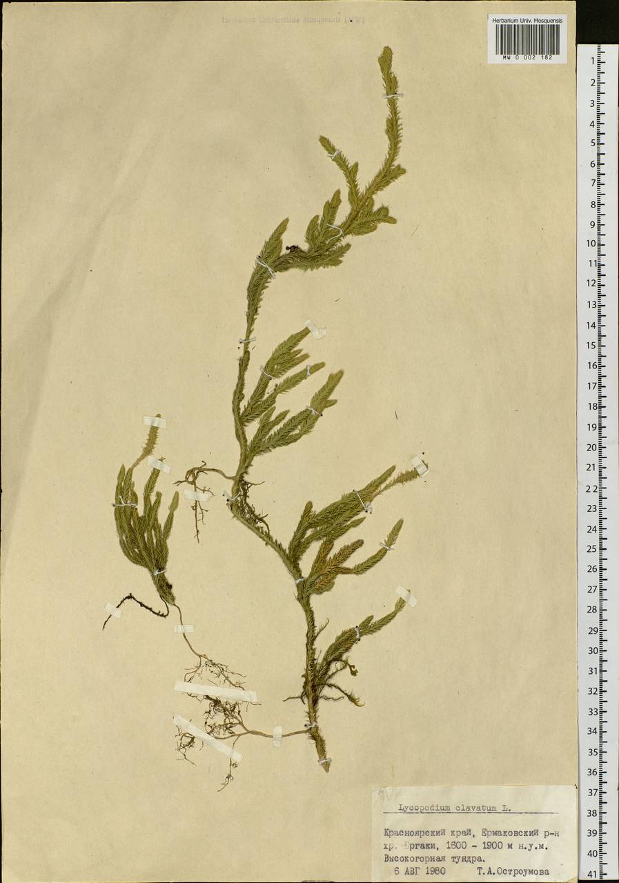 Lycopodium clavatum L., Siberia, Altai & Sayany Mountains (S2) (Russia)