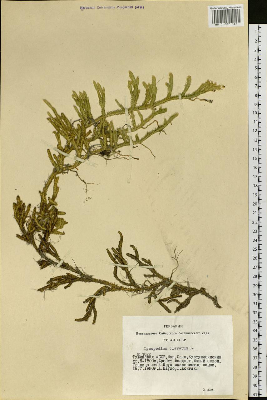 Lycopodium clavatum L., Siberia, Altai & Sayany Mountains (S2) (Russia)