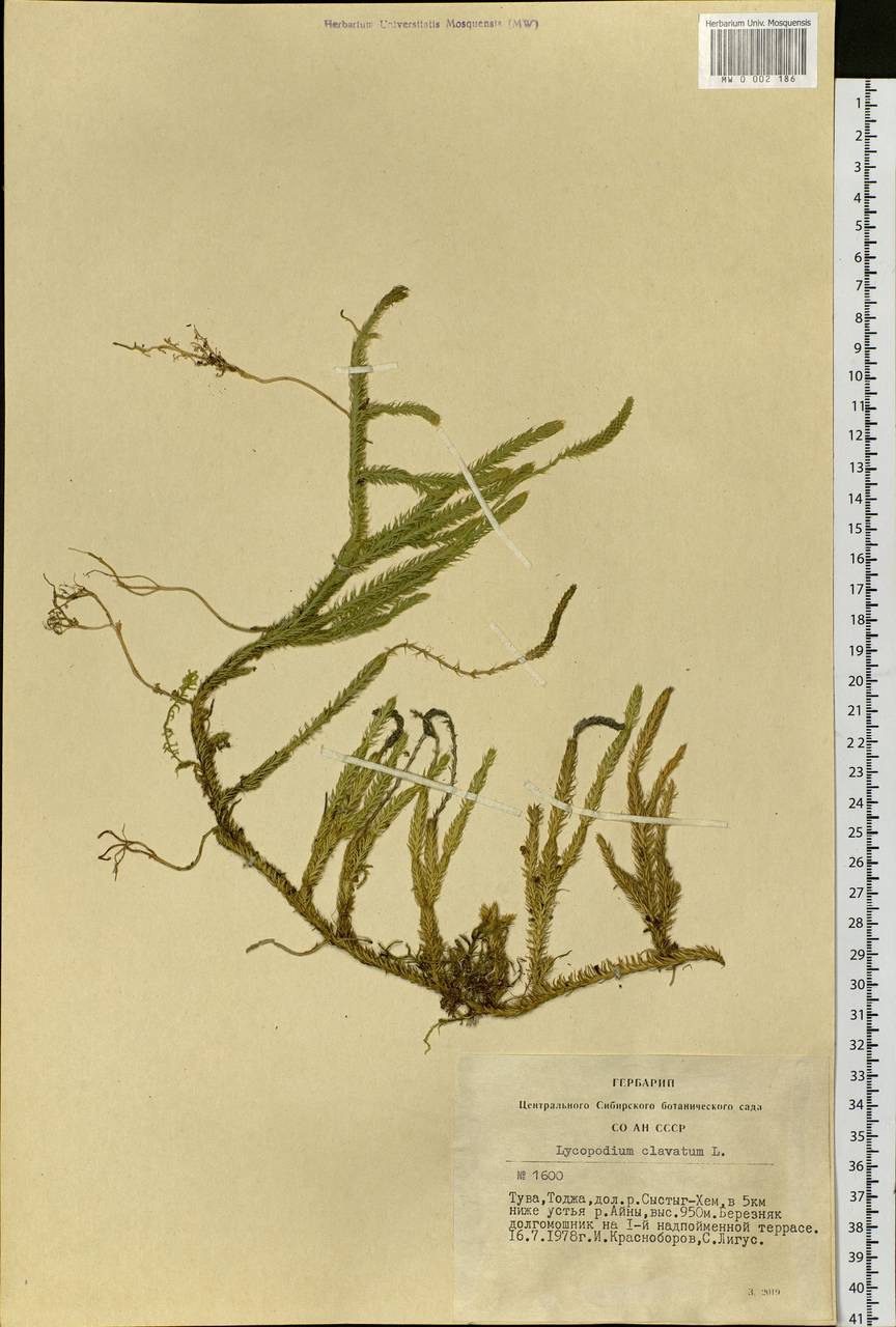 Lycopodium clavatum L., Siberia, Altai & Sayany Mountains (S2) (Russia)