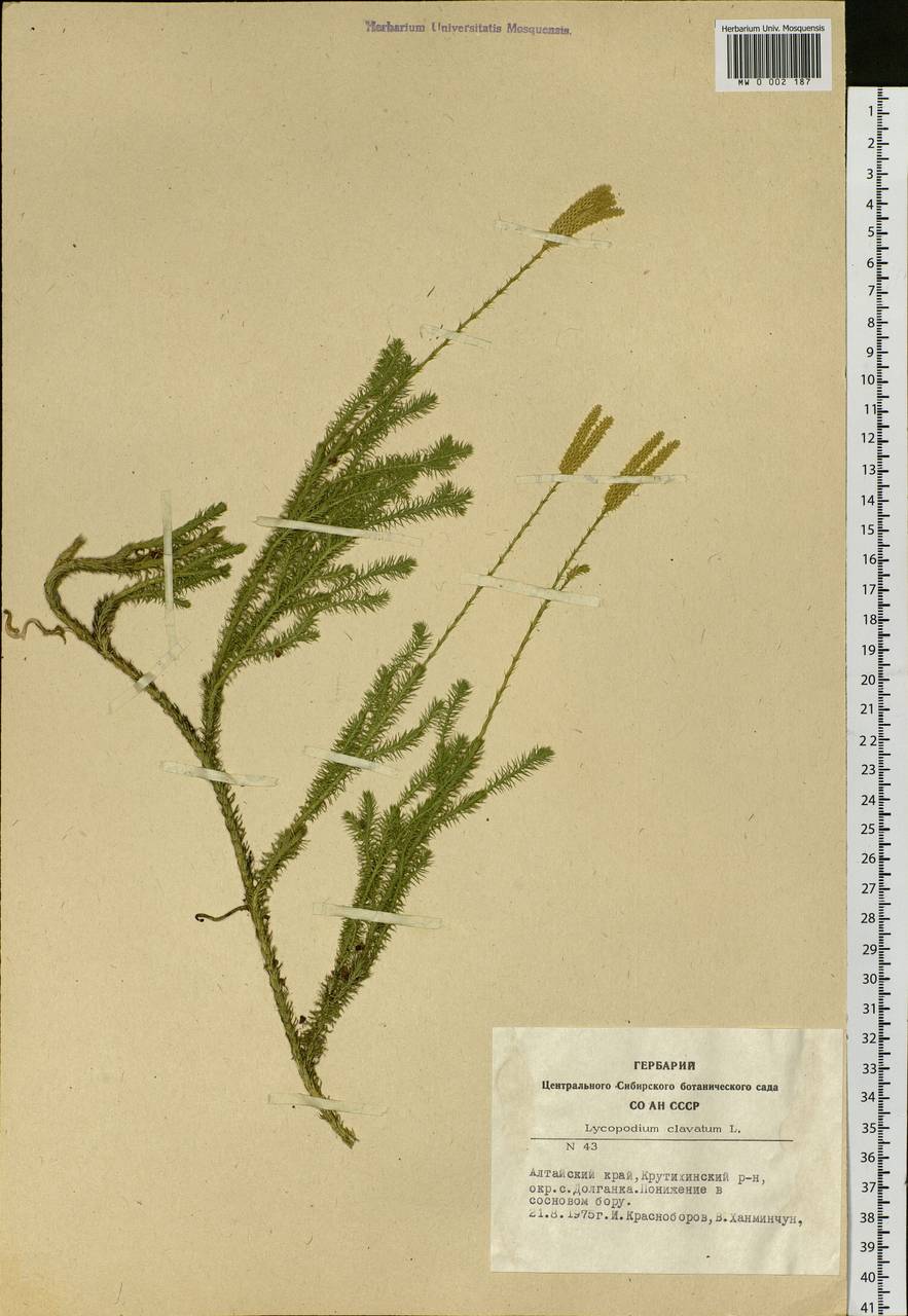 Lycopodium clavatum L., Siberia, Altai & Sayany Mountains (S2) (Russia)