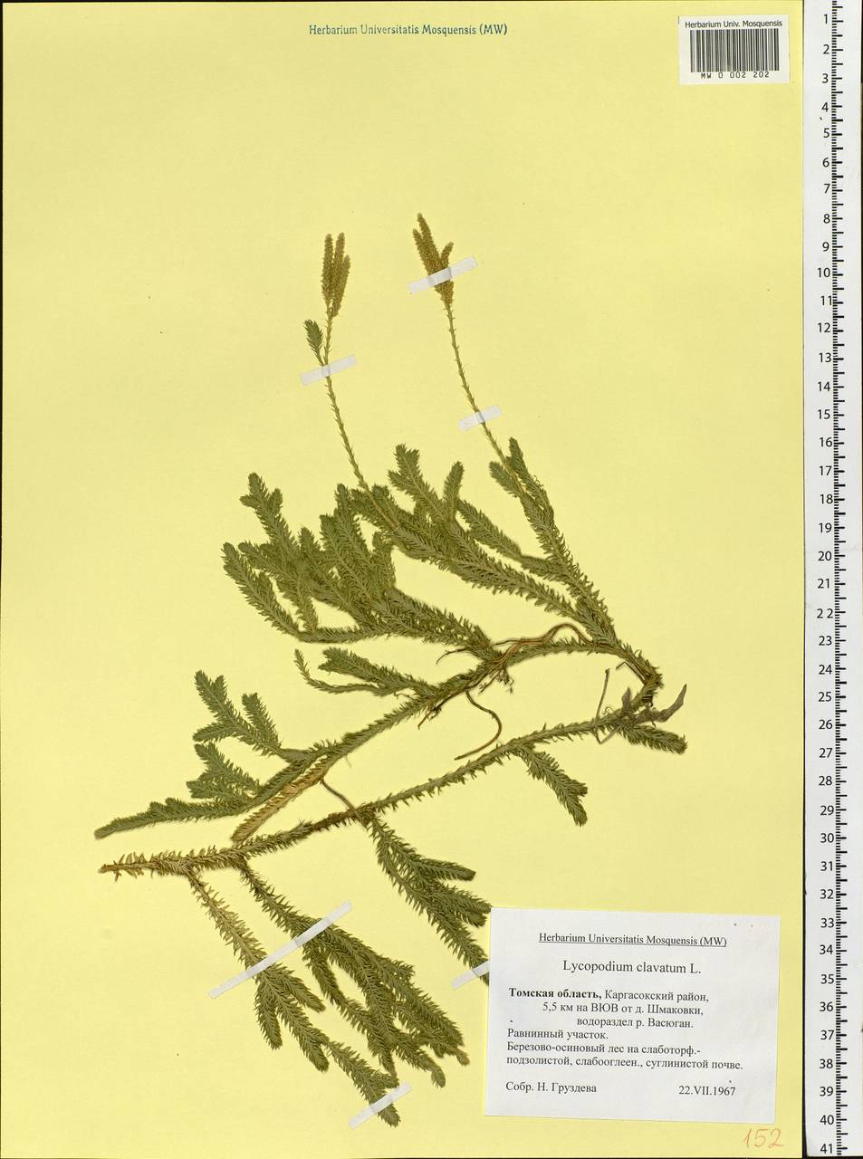 Lycopodium clavatum L., Siberia, Western Siberia (S1) (Russia)
