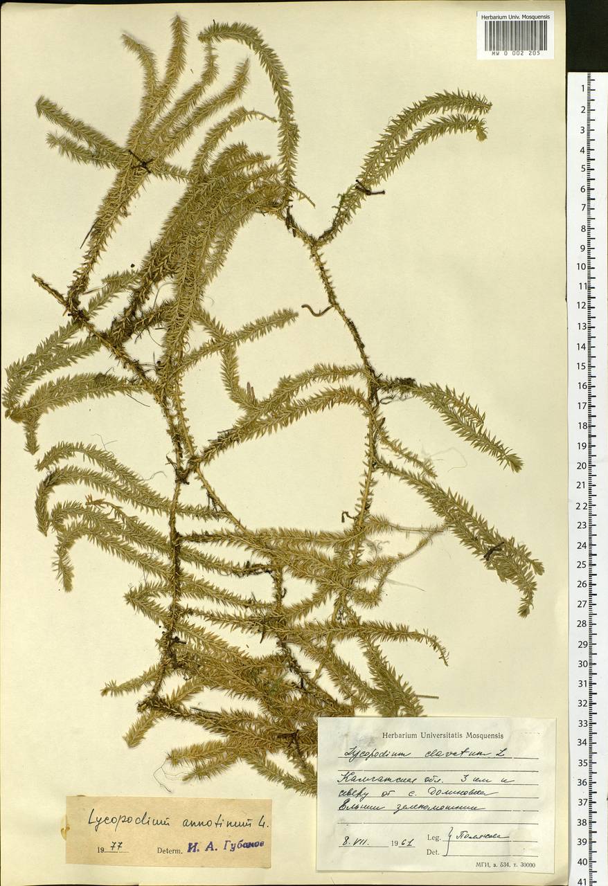 Spinulum annotinum subsp. annotinum, Siberia, Chukotka & Kamchatka (S7) (Russia)