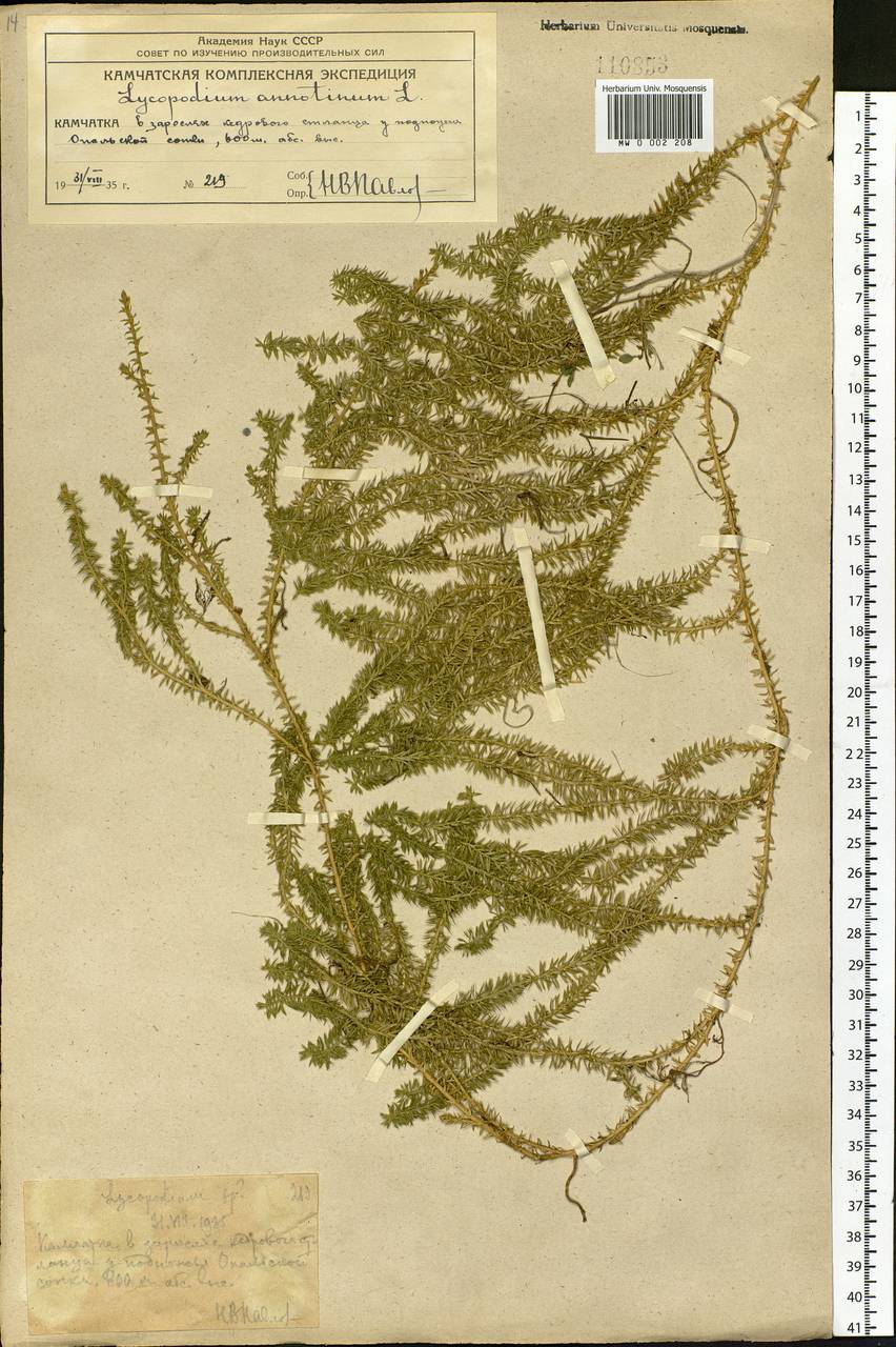 Spinulum annotinum subsp. annotinum, Siberia, Chukotka & Kamchatka (S7) (Russia)