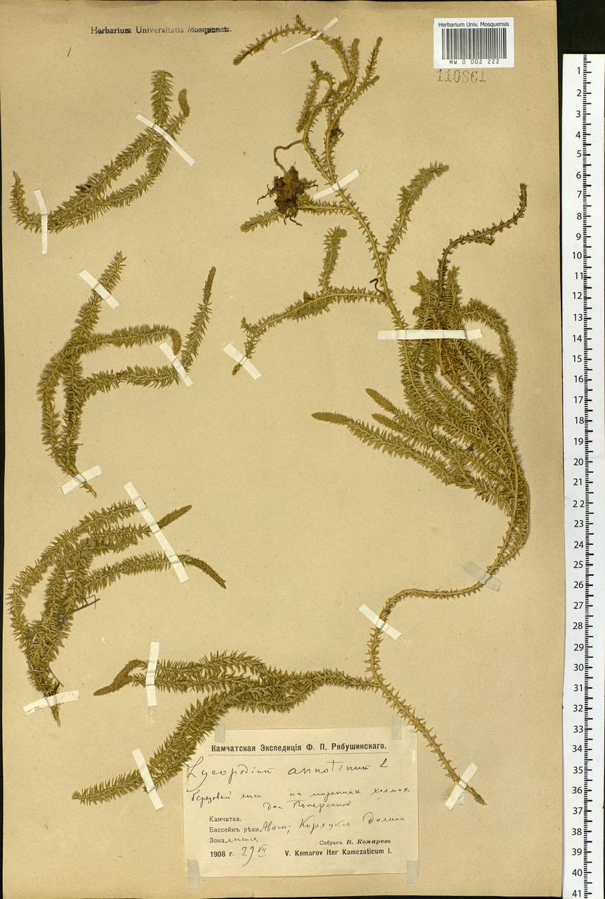 Spinulum annotinum subsp. annotinum, Siberia, Chukotka & Kamchatka (S7) (Russia)