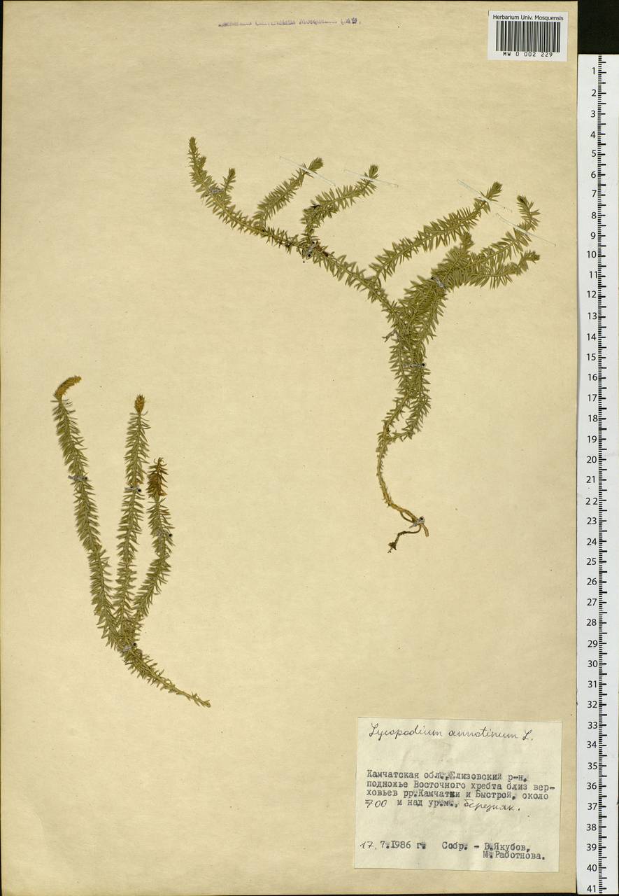 Spinulum annotinum subsp. annotinum, Siberia, Chukotka & Kamchatka (S7) (Russia)