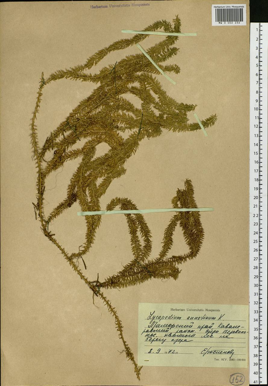 Spinulum annotinum subsp. annotinum, Siberia, Russian Far East (S6) (Russia)