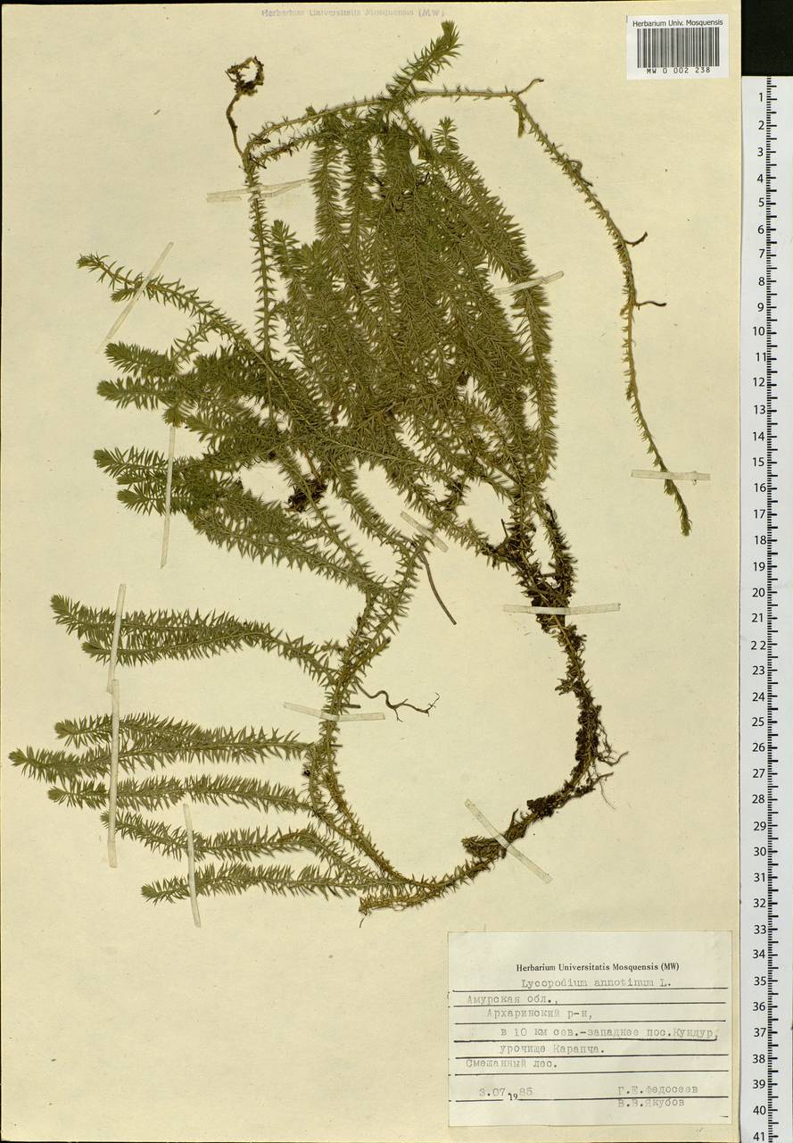 Spinulum annotinum subsp. annotinum, Siberia, Russian Far East (S6) (Russia)